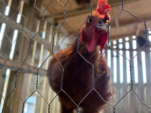 Looking for Me at Harleyhill 🐔✨