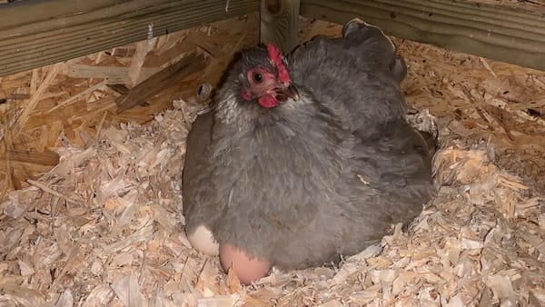 Meet the Broody Hen at Harleyhill 🐔💤