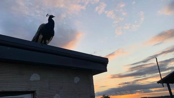Percy the Peacock at Harleyhill 🌅🦚