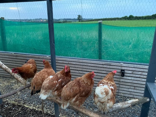 The Girls Are Chilling! 🐔🌿