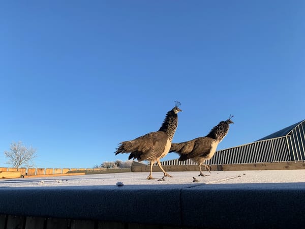 Peahens on the Roof at Harleyhill Hens 🦚❄️