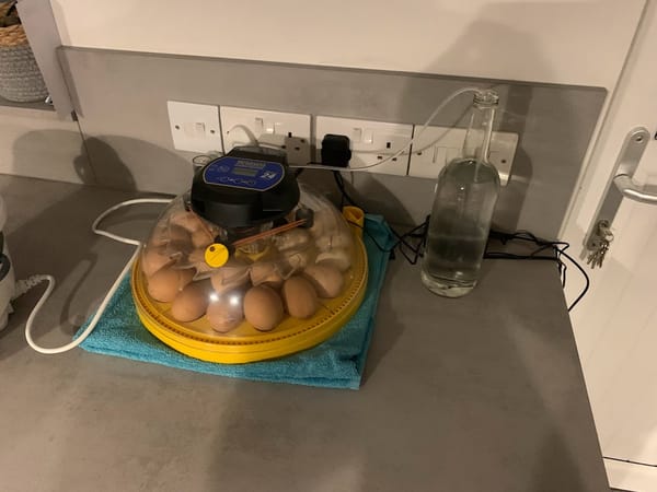 The Hatchery at Harleyhill Hens 🥚🌱