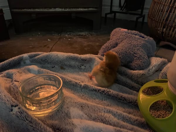 Snuggle Time at Harleyhill Hens 🐣💫