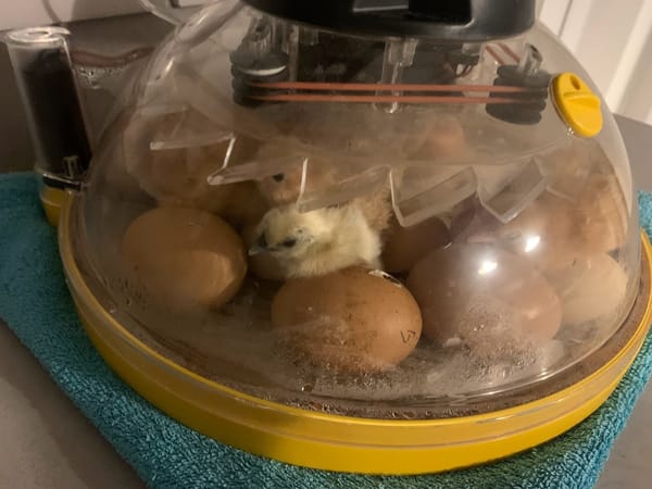 Hatching Magic at Harleyhill Hens 🐣✨