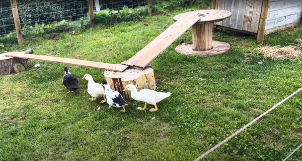 Muscovy Ducks on the Loose at Harleyhill 🦆🚨