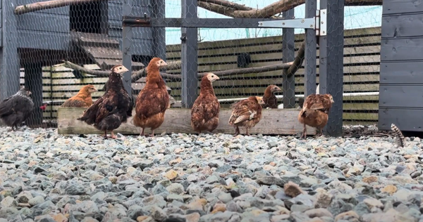 The New Flock 👯‍♀️