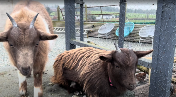 Karen and Molly, The Dynamic Duo 🐐