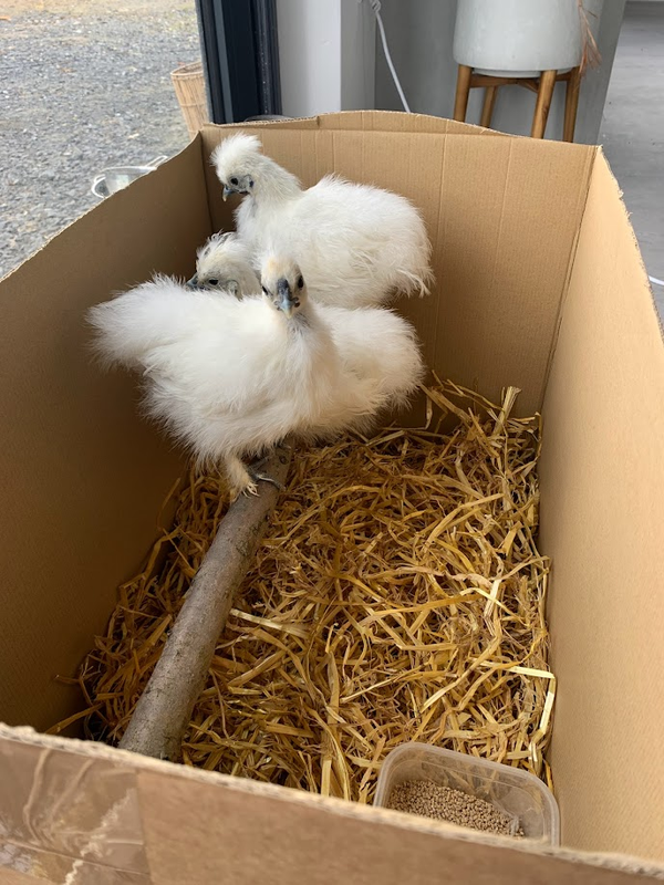 Meet Our New Silky Chicks! 🐣✨