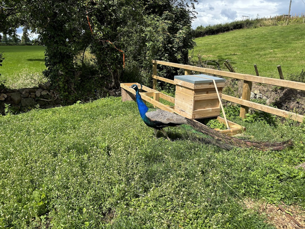 🦚 Percy the Peacock & the Buzzing Newcomers 🐝