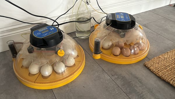Incubators Ready for Round Two! 🐣