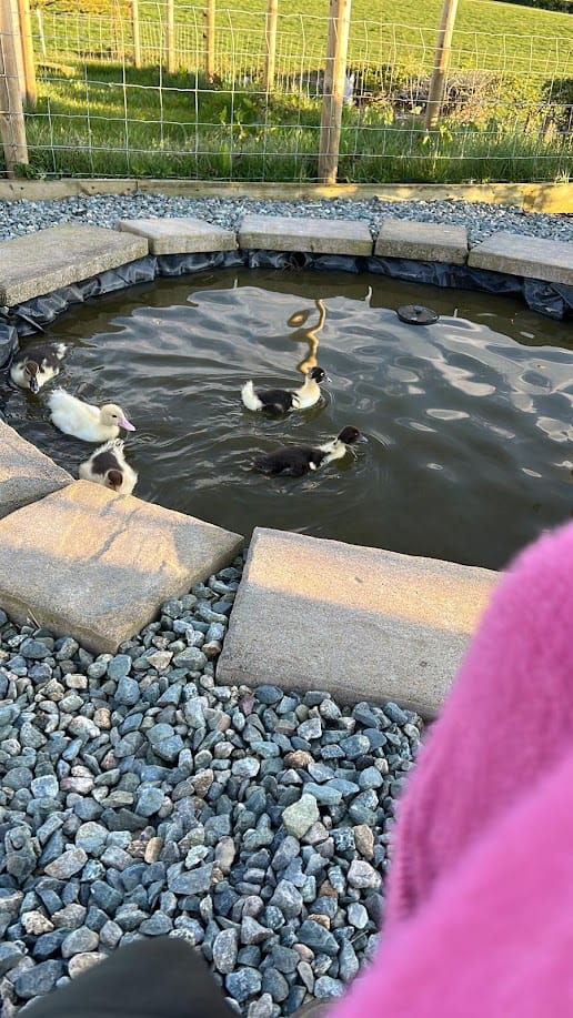 Ducks in Their Element 🦆💦