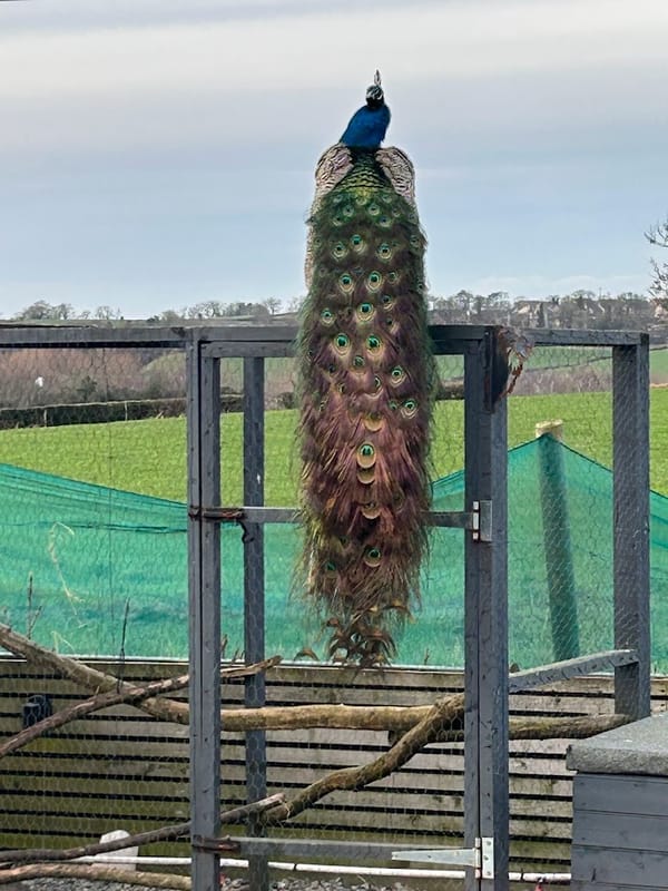 Percy the Peacock 🦚