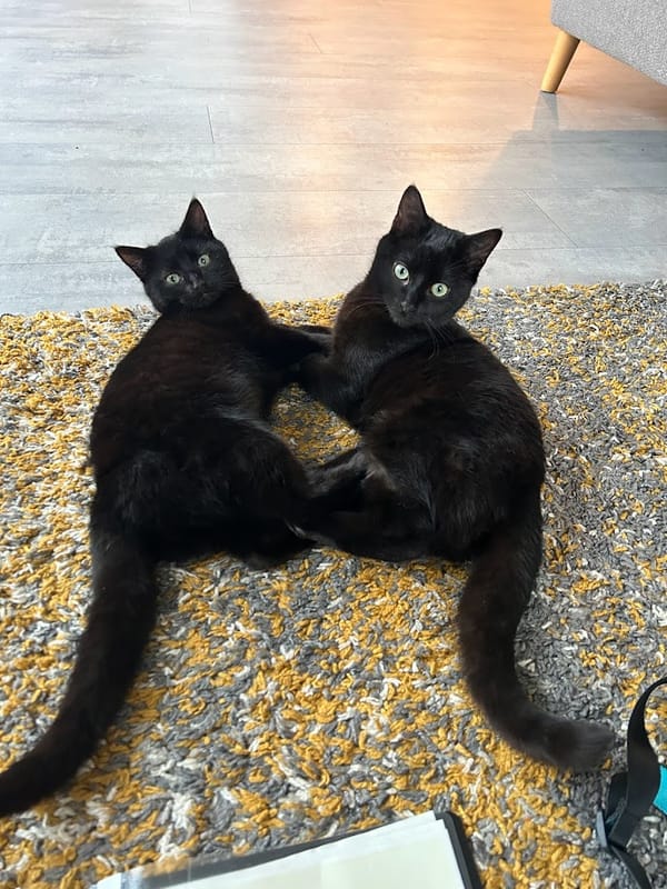Salem & Binx 🖤