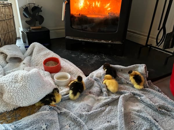 Chick Winter Wonderland ❄️🐣