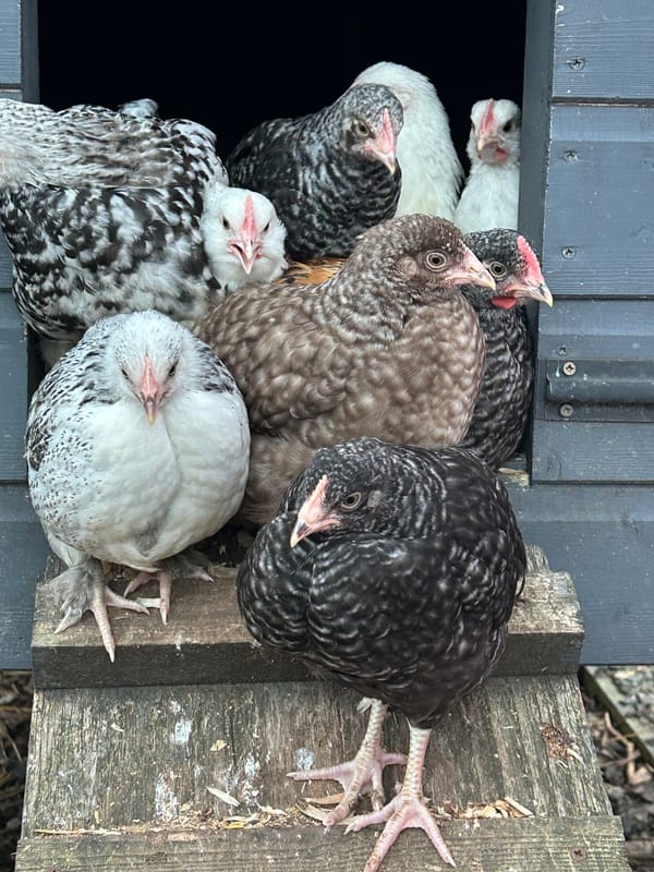 🐔 Chick Clique Alert! 🐔