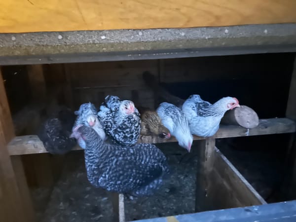 🌙 Chicken Slumber Party 💤🐔