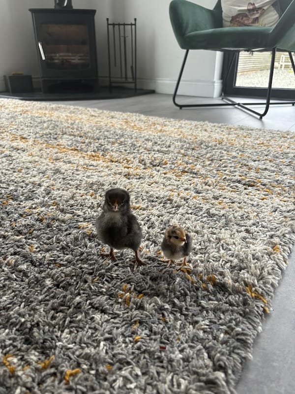 Chickflix & Chill