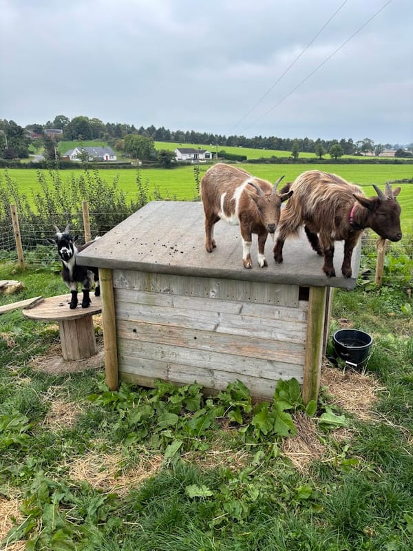 🐐 Karen & Molly Have Company! 🎀💅