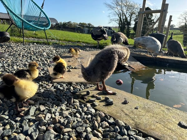 A Day in the Life at Harleyhill Homestead 🐤