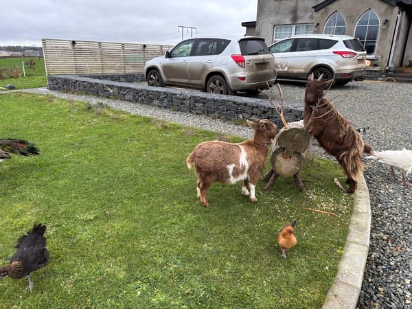 🐐 Karen & Molly’s Log-Top Adventures 🐔