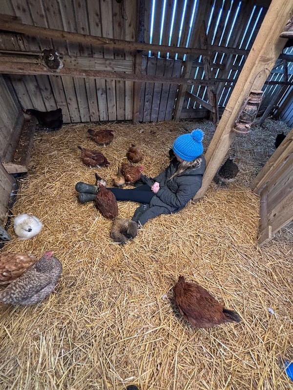 🐓 The Chicken Whisperer Strikes Again