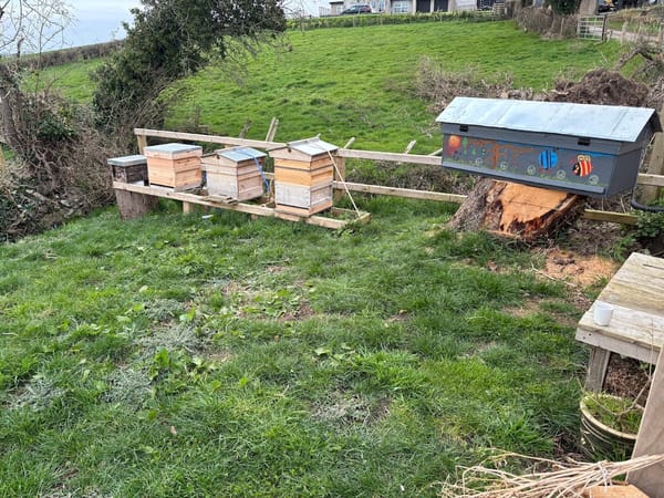 🍯 Bee-utiful Expansion at Harleyhill! 🐝