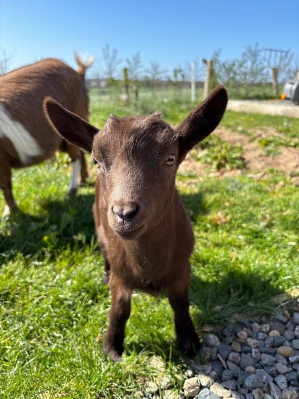 🐐 Baby Goat Energy: Activated!