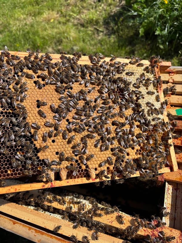 🐝 Buzzing with Life at Harleyhill Homestead