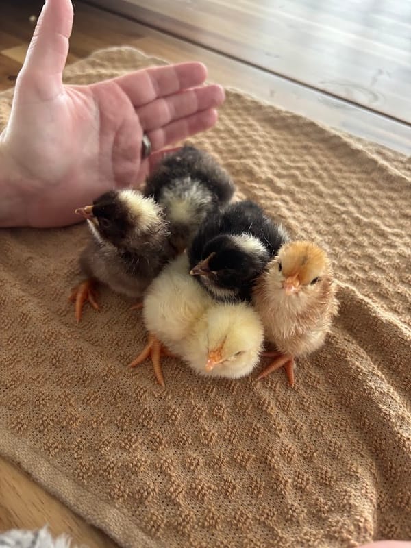 🐣 New Recruits at Harleyhill HQ