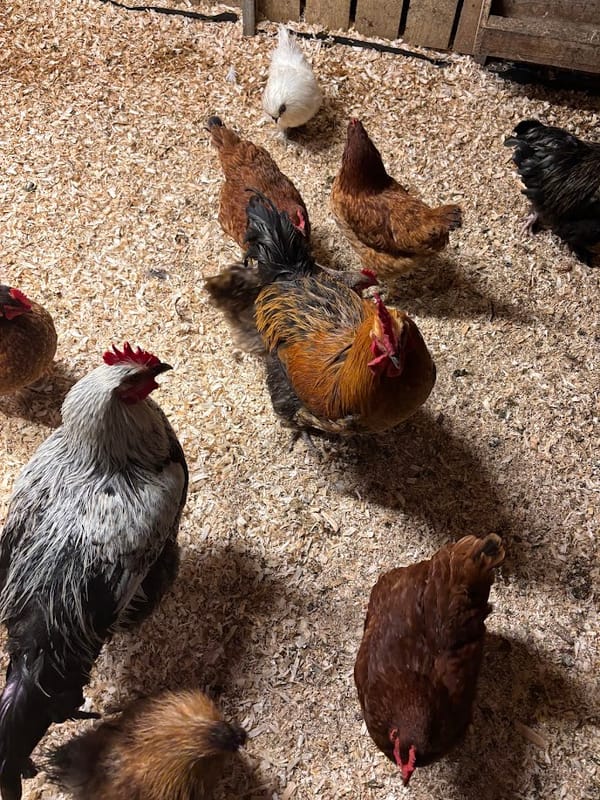 🐔 Life in the Coop: Our Happy Flock