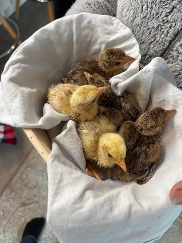 🐣🥚 Peachick Party in a Basket! 🥚🐣