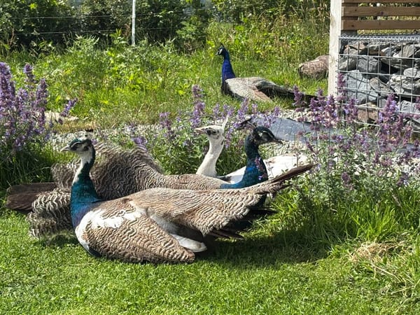 🦚 Peacock Power Nap Squad
