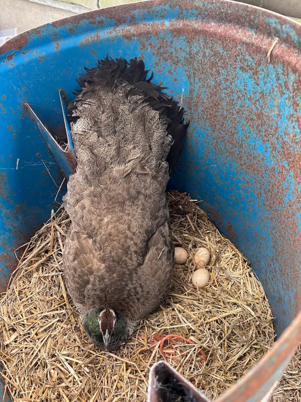 🥚 Peahen Plot Twist at Harleyhill