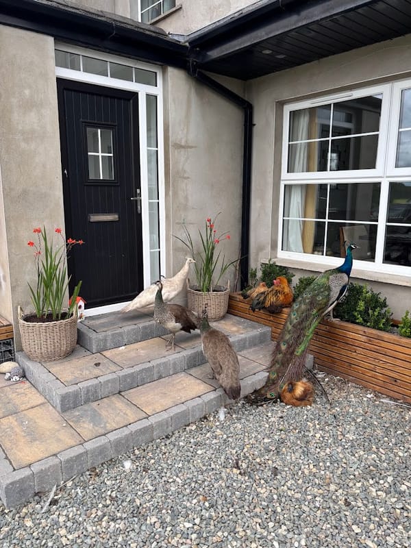 Feathered Front Door Welcome 🏡🦚🐓