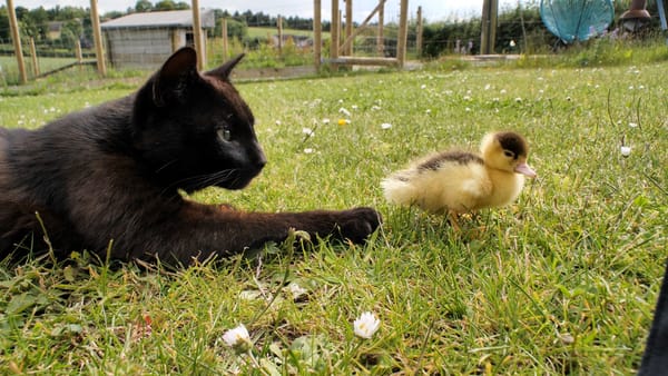 Unexpected Buddies 🐱🐣