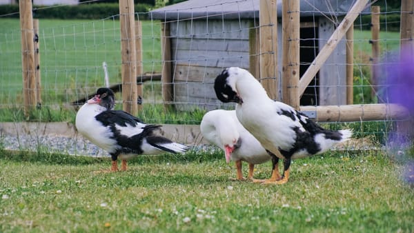 🦆 The Quack Pack Assembles!