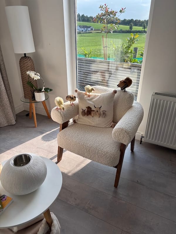🐣 The Chickening of the Lounge Chair